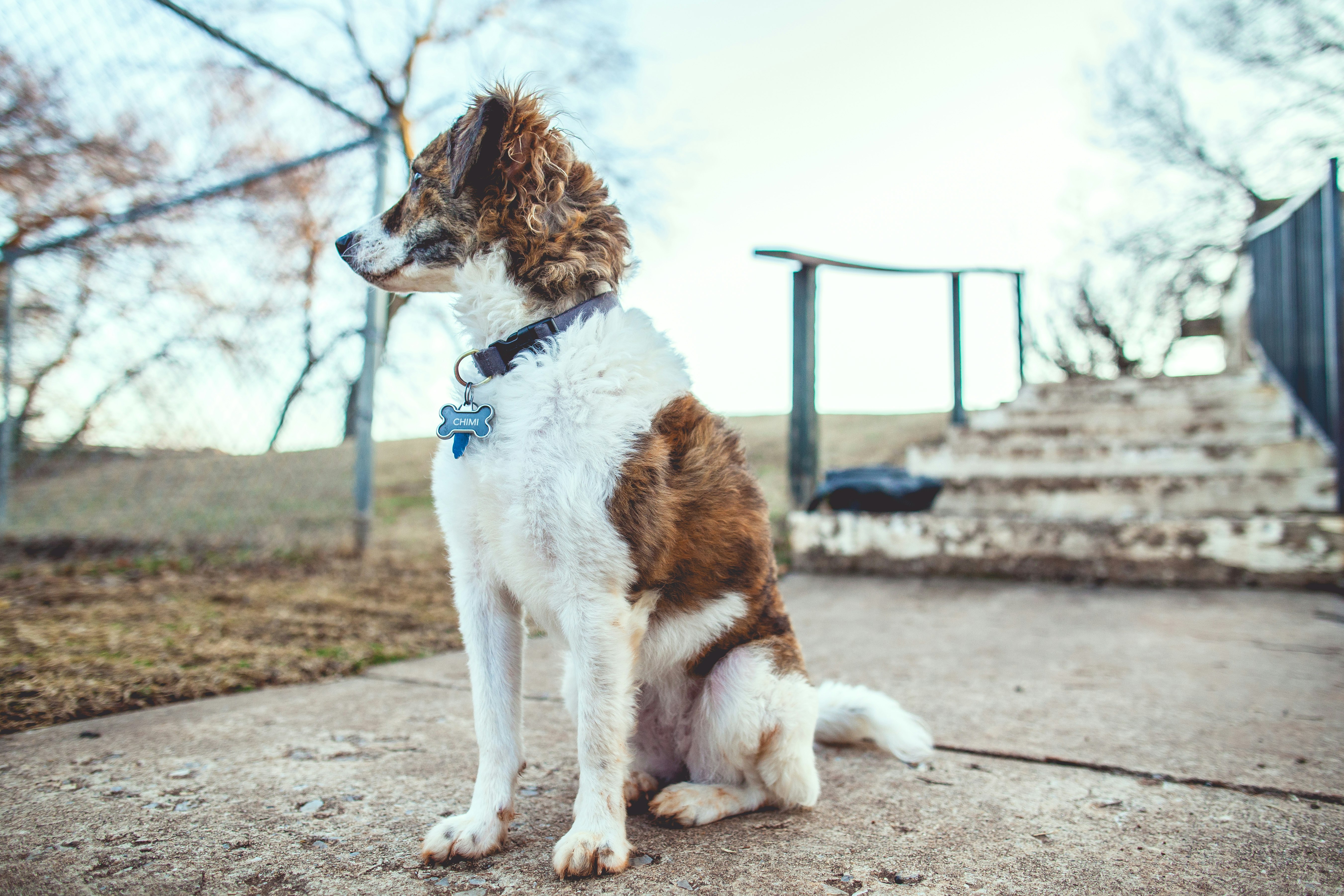 small short-coated white and brown dog